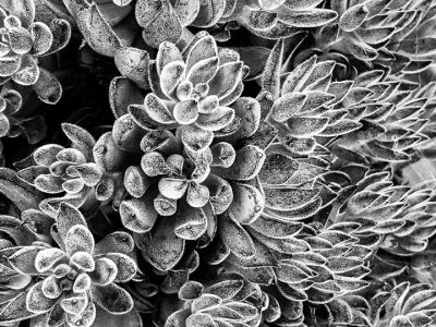 naidich_blackandwhite_2
