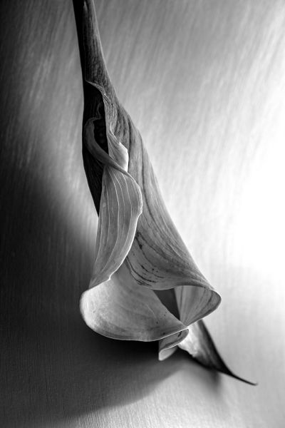 setti_bnwgray_3_9502
