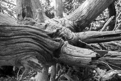 lessuck_black_white_grey-4