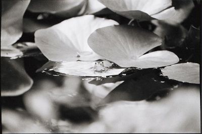 riverabuxton_pond_frog