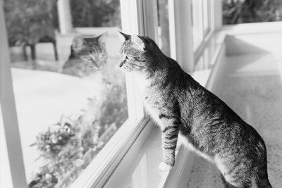 riveracurious_cat