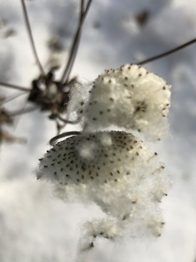chalfant_member_2021_winter_flower