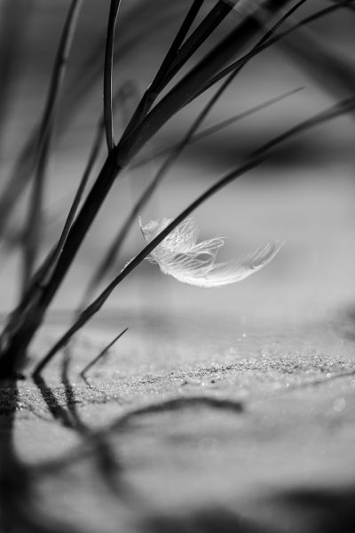 setti_bnwgray_1_0768