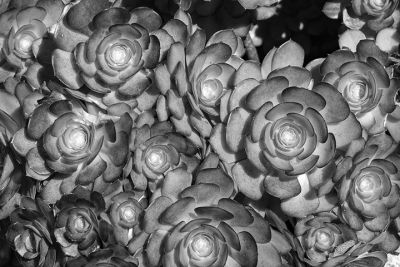 naidich_blackandwhite_1_0