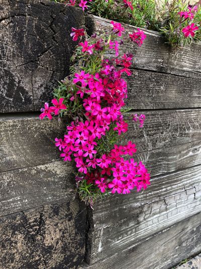 chalfant_member_2021_fuchsia_flowers_on_woodjpg