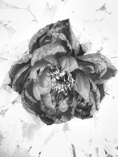 naidich_blackandwhite_3