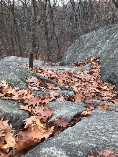 chalfant_member_2021_leaves_on_rocks