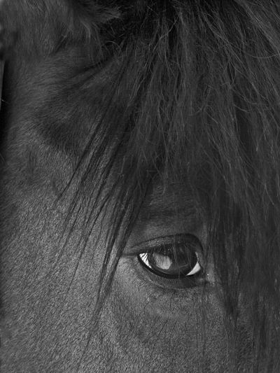 rosenbergchestnut_mare_2