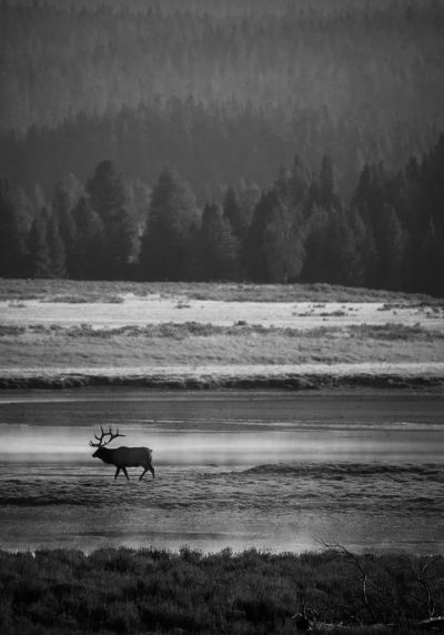 cooperbull_elk_bw
