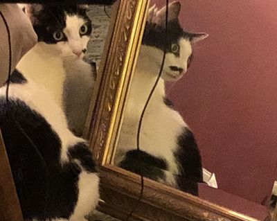 chalfant_member_2021_thelma_in_reflection