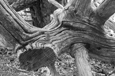 lessuck_black_white_grey-5