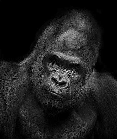 rosenbergfp_gorilla_1-1sm