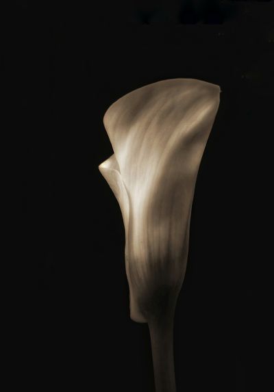 cousens_mapplethorpe