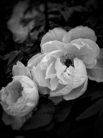 cousenspeony_in_bloom
