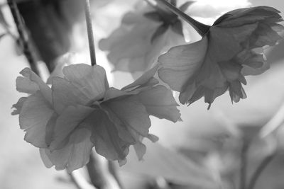 mcnealyshadesofgray_1img_1659_2
