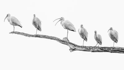 goodwin_photographyblackwhite_2