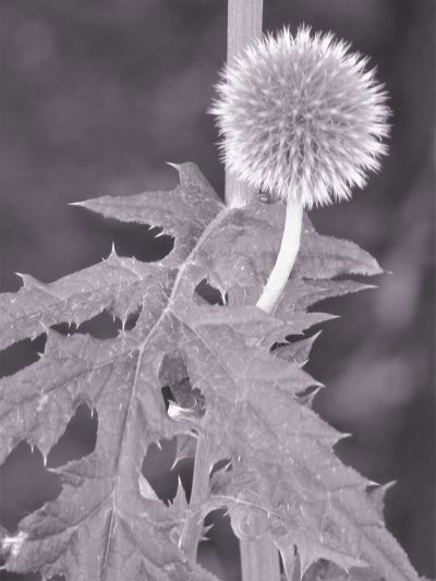 toback_photo_1
