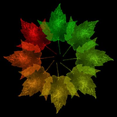 goodwin_seasonsofthemaple