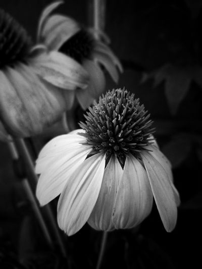 cousensbw_coneflower