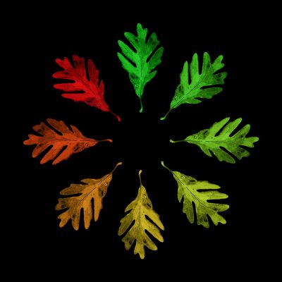 goodwin_seasonsoftheoak