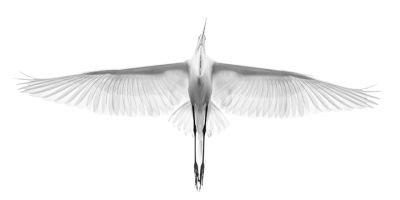 goodwin_photographyblackwhite_1