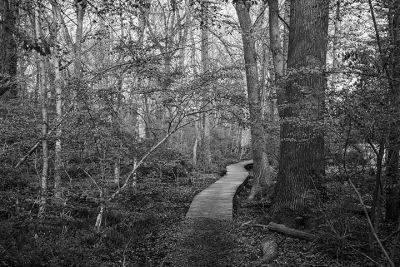 wonggeroux_leatherstocking_trail_2020