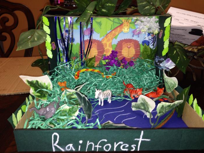 rainforest