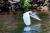 A Great Egret Takes Flight From the Bronx River